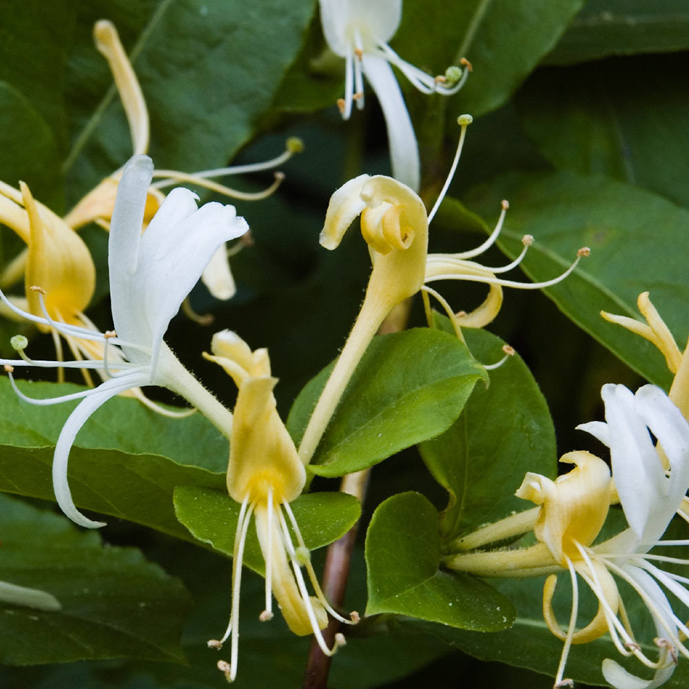 Honeysuckle, Lone Star Candles & More's Premium Hand Poured Strongly Scented Freshies, Candles, & Melts. The perfect Spring and Summer-Time Scent, USA Made