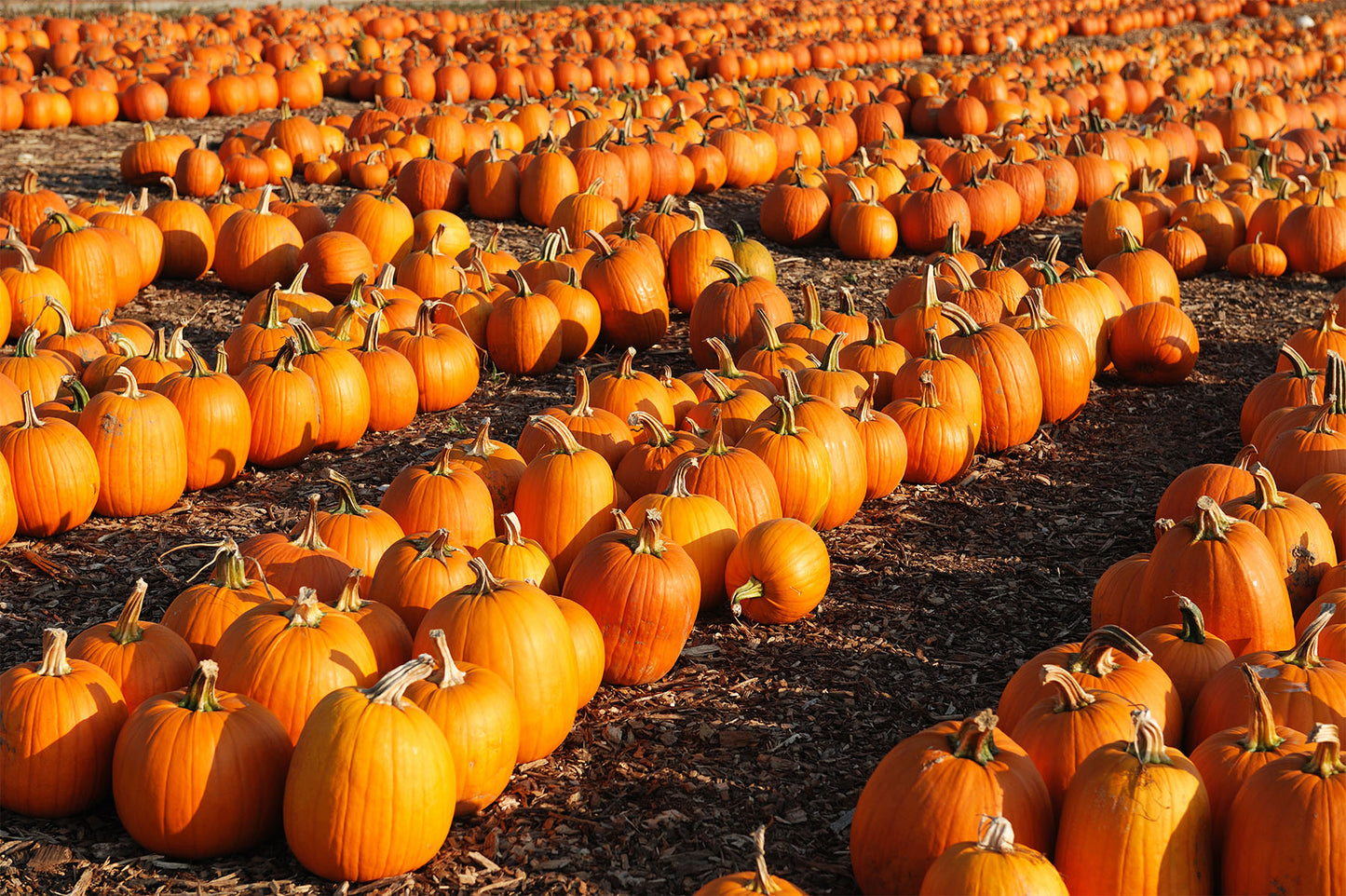 Pumpkin Harvest, Lone Star Candles & More's Premium Strongly Scented Freshies, Candles, & Melts. The Essence of Pumpkins and the Fall Harvest, USA Made