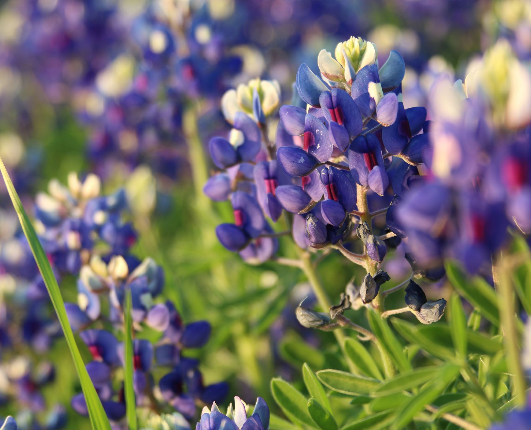 Texas Bluebonnet, Floral Scented Premium Fragrance Lone Star Candles & More, USA Made